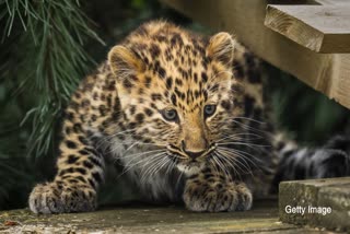 Leopard cub found in umaria