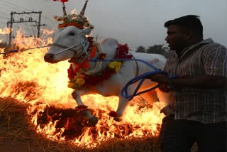 ಜಾನುವಾರು ಕಿಚ್ಚು ಹಾಯುತ್ತಿರುವ ಫೋಟೋ