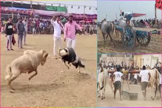 Sankranti_Celebrations_in_Andhra_Pradesh