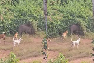 Wild Boars In Kannur  കാട്ടുപന്നി ശല്യം  കണ്ണൂര്‍ കാട്ടുപന്നി ഭീതി  Shoot At Site Order Kannur