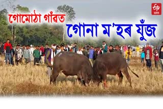 Buffalo fight in Nagaon