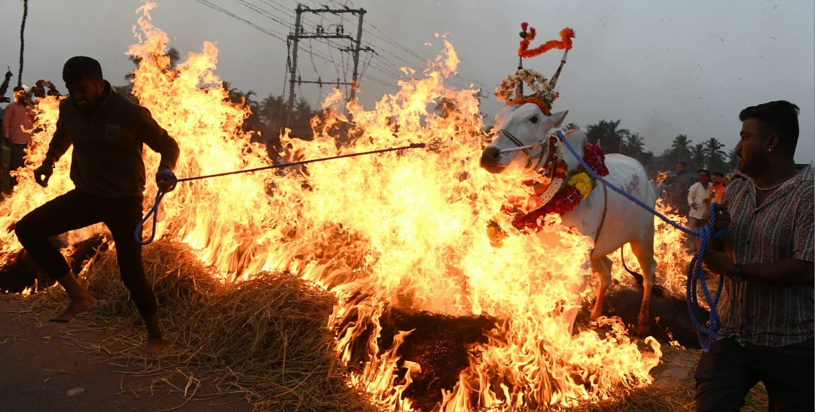 ರಾಸುಗಳಿಗೆ ಕಿಚ್ಚು ಹಾಯಿಸಿ ಸಂಕ್ರಾಂತಿ ಆಚರಣೆ