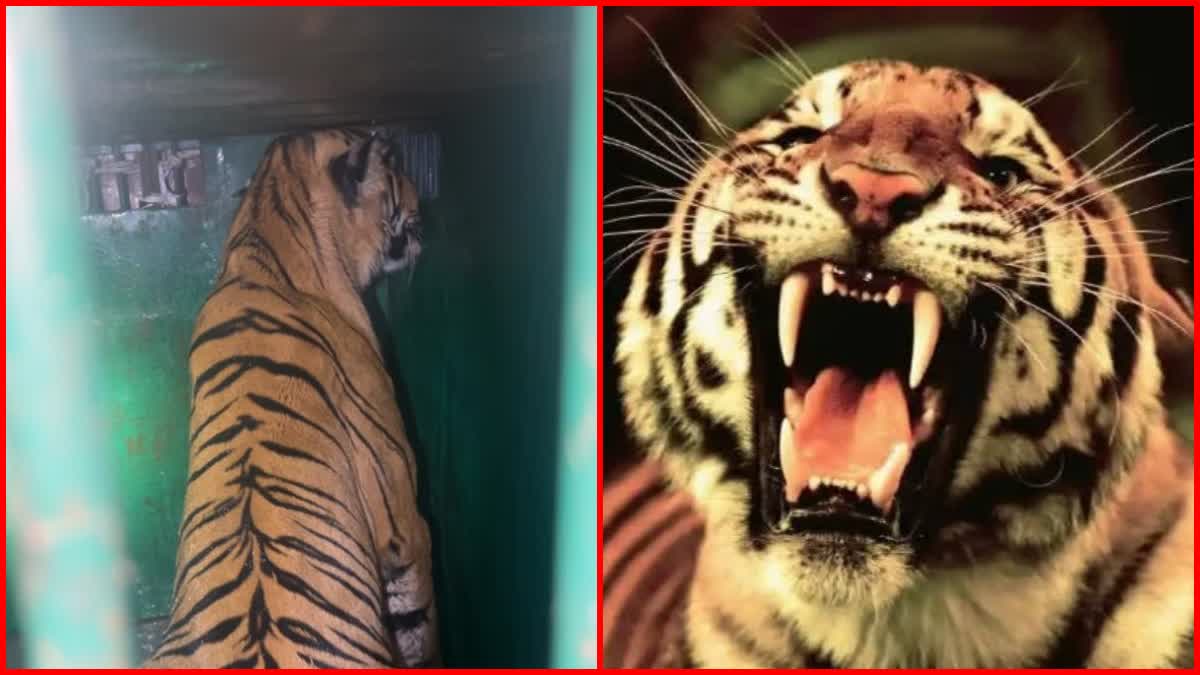 chandrapaur Tiger attacks