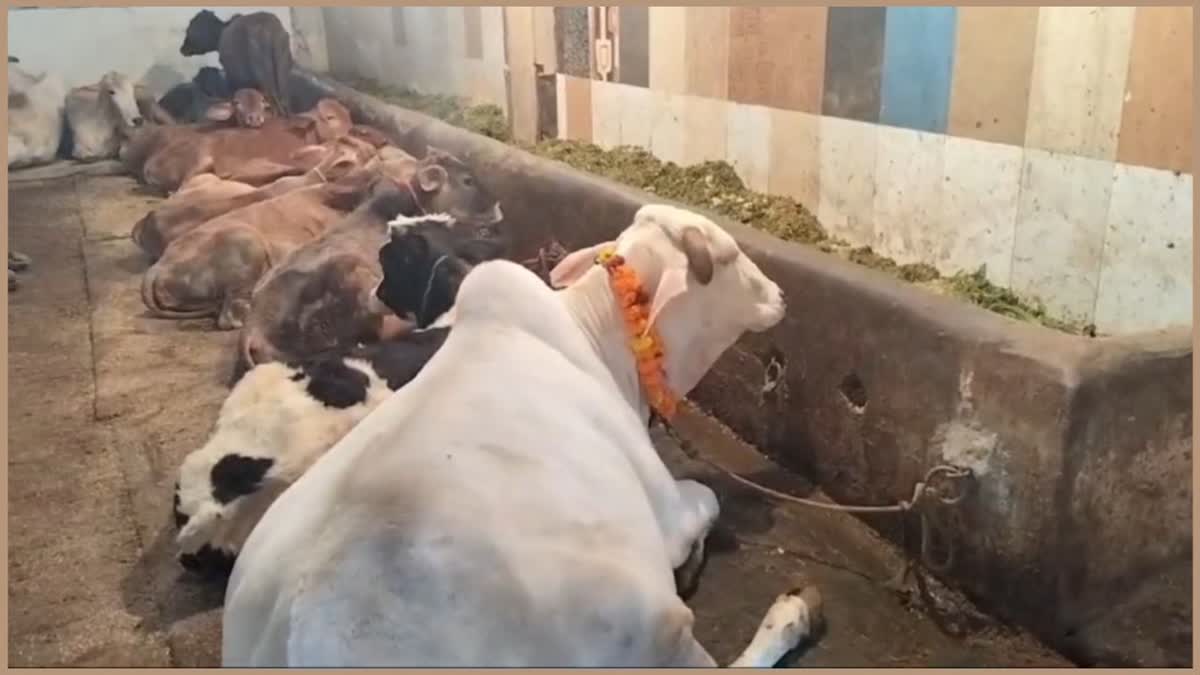 Cattle in cold in Haryana