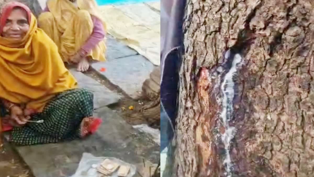 panna Neem tree flowing milk