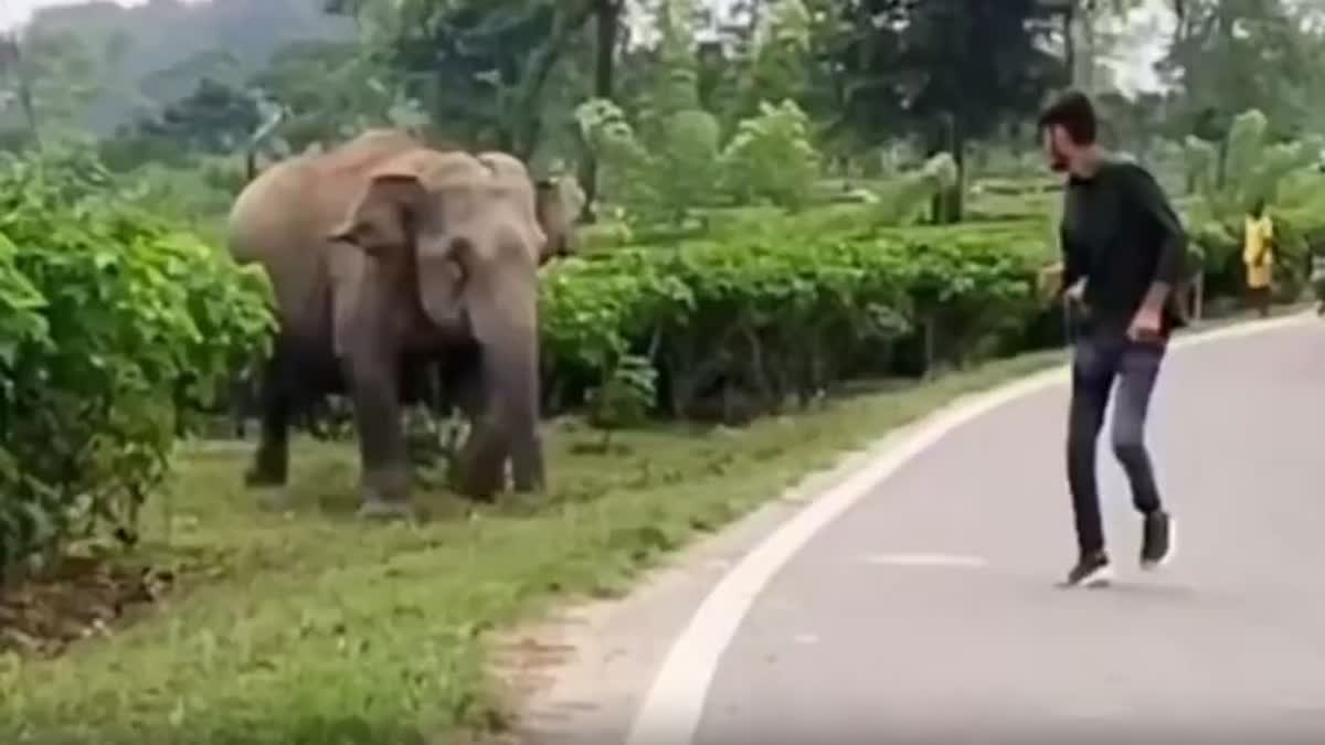 angry elephant chases man