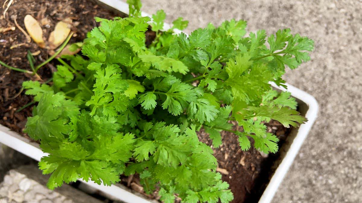 CORIANDER LEAVES BENEFITS  CORIANDER LEAVES FARMING  മല്ലിയില വളര്‍ത്തല്‍ ടിപ്‌സ്  FARMING TIPS MALAYALAM