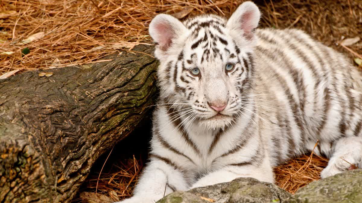 WHITE TIGER IN MUKUNDPUR ZOO