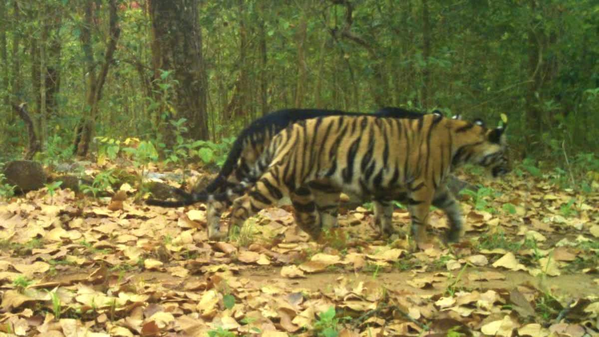 rare-melanistic-tiger-poached-in-similipal-odisha-four-arrested