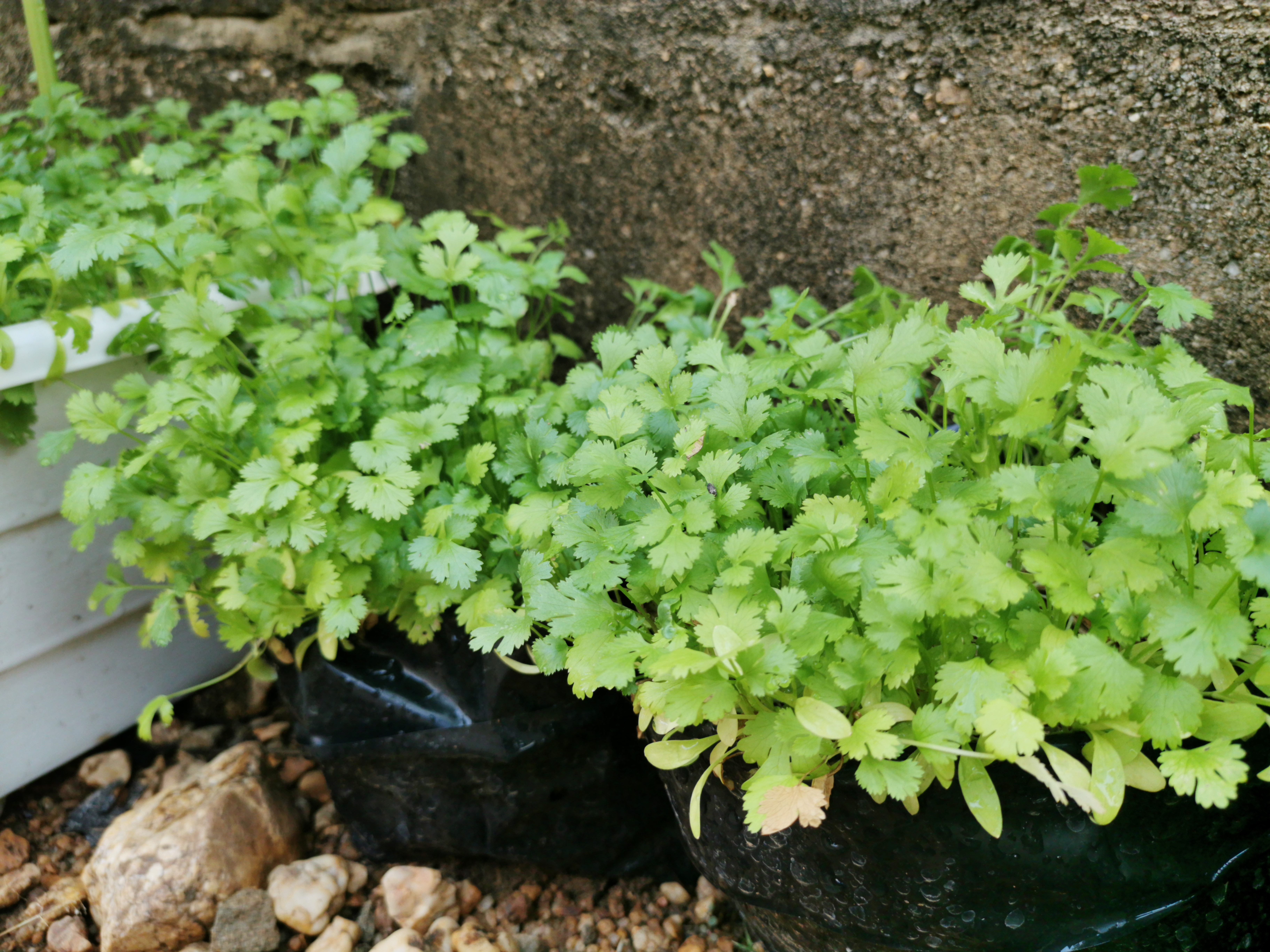 CORIANDER LEAVES BENEFITS  CORIANDER LEAVES FARMING  മല്ലിയില വളര്‍ത്തല്‍ ടിപ്‌സ്  FARMING TIPS MALAYALAM