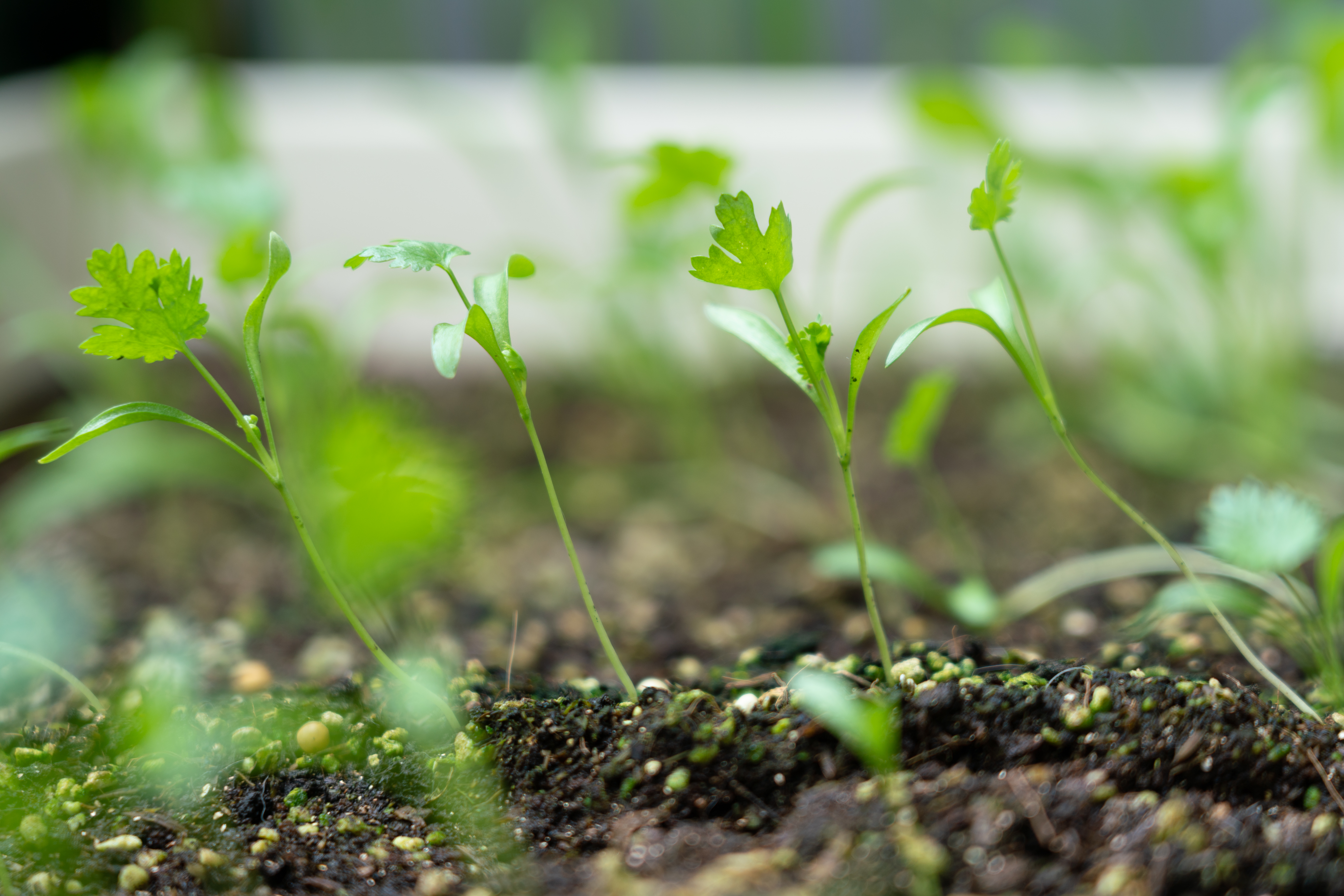 CORIANDER LEAVES BENEFITS  CORIANDER LEAVES FARMING  മല്ലിയില വളര്‍ത്തല്‍ ടിപ്‌സ്  FARMING TIPS MALAYALAM