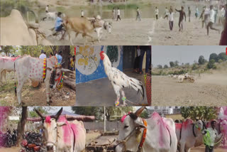 BULLOCK CART RACES VIDEO  CATTLE BEAUTY COMPETITION  സംക്രാന്തി ആഘോഷം തെലങ്കാന  കാള വണ്ടി ഓട്ടമത്സരം വീഡിയോ