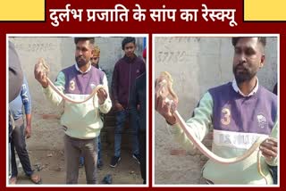 SNAKE RESCUE IN FATEHABAD