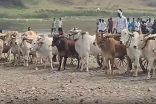 Sankranti Celebrations 2025: Cattle Beauty Pageants, Bullock Cart Races Held In Telangana's Warangal