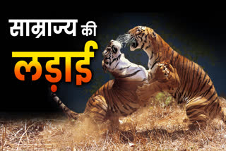 BANDHAVGARH TIGERS TERRITORY FIGHT