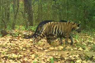 rare-melanistic-tiger-poached-in-similipal-odisha-four-arrested