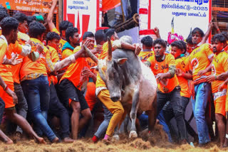 The second day of Jallikattu in Tamil Nadu drew large crowds, with bulls and tamers performing thrilling feats, all under strict safety protocols and medical checks.