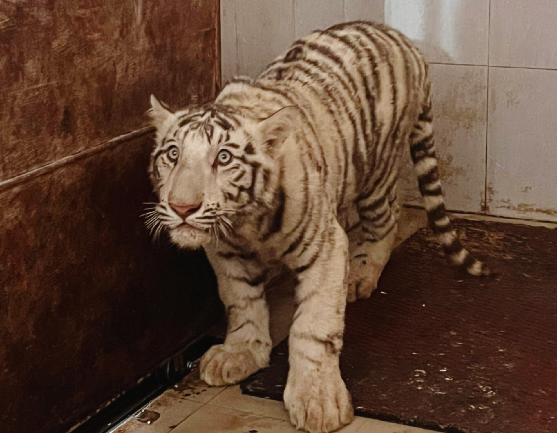 WHITE TIGER IN QUARANTINE MAIHAR