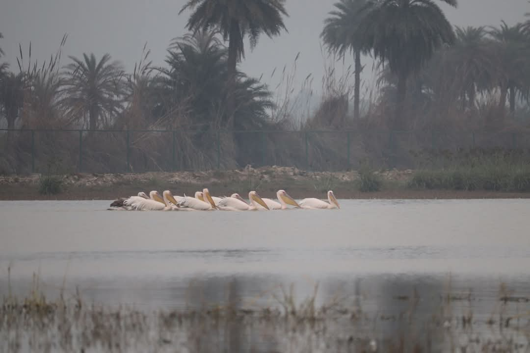 झील में पक्षियों का जमावड़ा