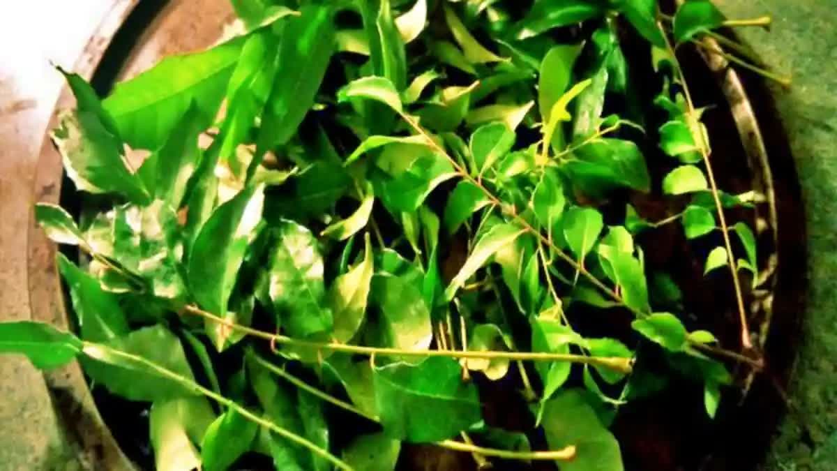 Health Benefits Of Curry Leaves Water