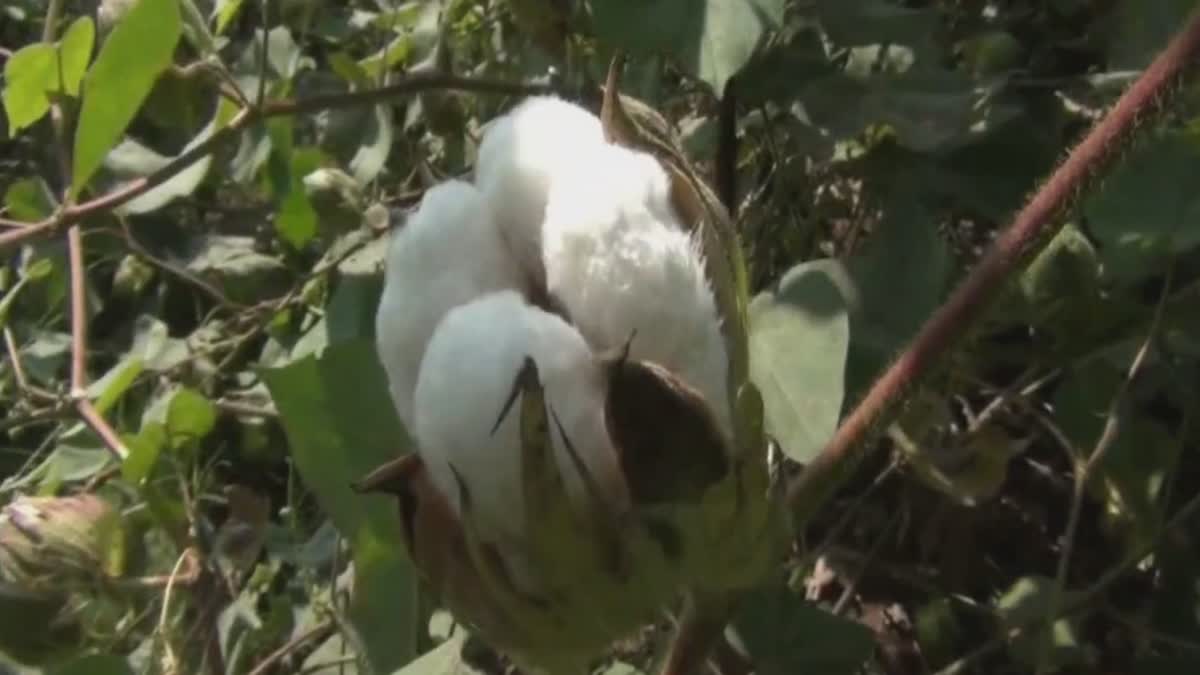 Cotton Cultivation