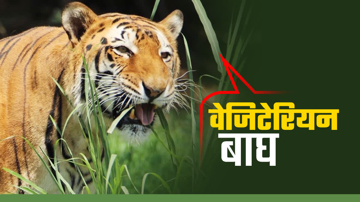 Tiger Cub Eats Grass