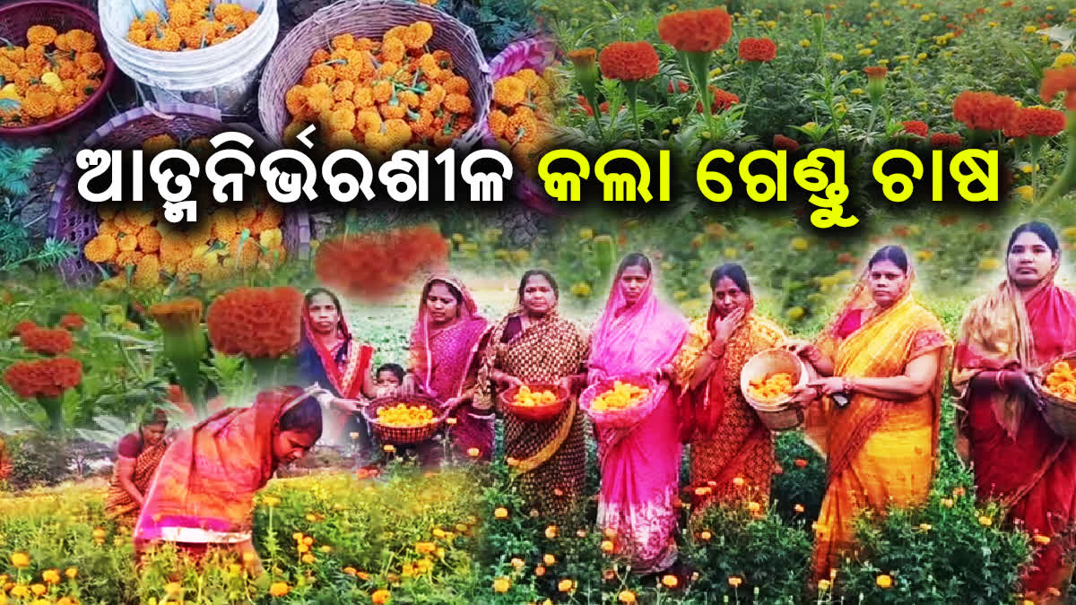 ନୂଆ ରାହା ଦେଖାଇଲା ଗେଣ୍ଡୁ ଚାଷ, ଗ୍ରାମୀଣ ମହିଳା ହେଉଛନ୍ତି ସ୍ବାବଲମ୍ବୀ