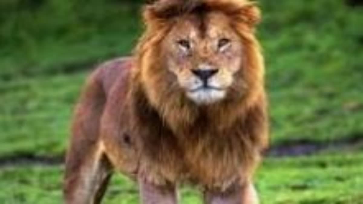 Lion_Attack_Man_Dead_in_Tirupati_Zoo_Park