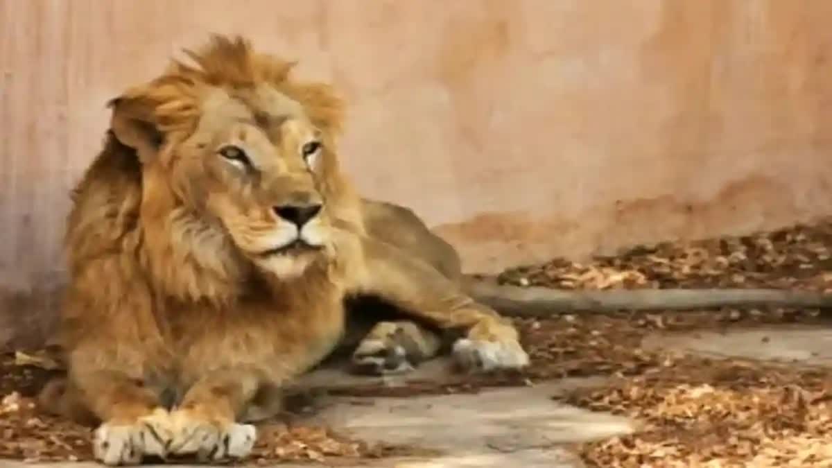 A man was killed by  lion in a zoo park in Tirupati, AP