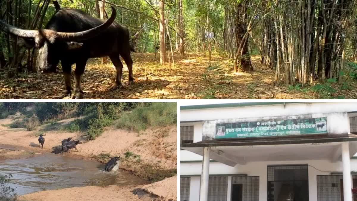 Forest buffalo counted geo mapping