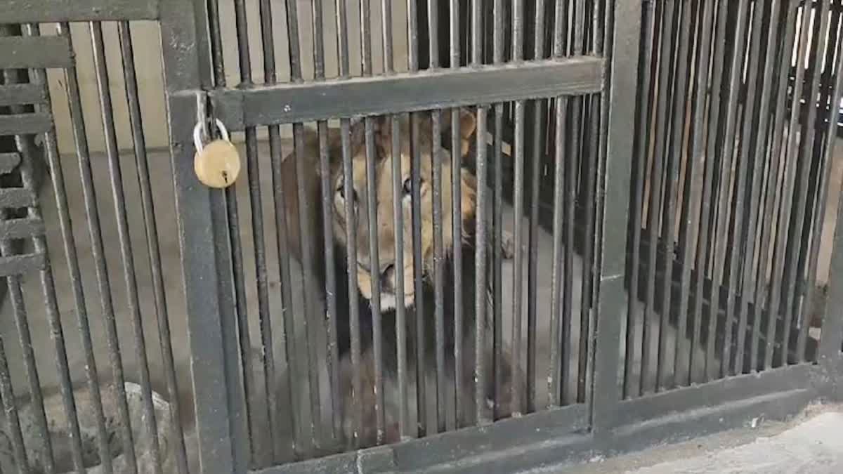 A person who entered the lion's enclosure was killed by a lion.