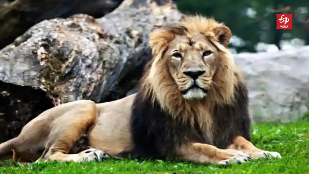 Lion Kills Man at Zoo