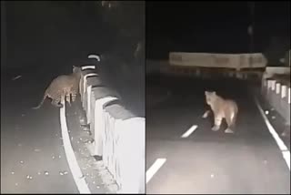 leopard casually walking video