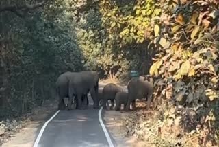 Ways to Avoid Elephants