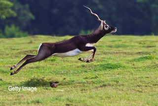 shajapur catching blackbuck