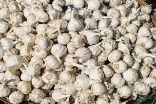 garlic beneficial for health