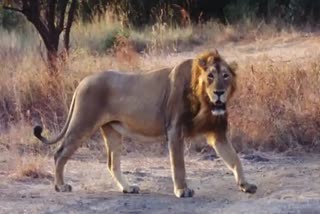 man was killed by lion  lion attack at zoo  Tirupati zoo  തിരുപ്പതി മൃഗശാല സിംഹം  സിംഹം കടിച്ച് മരണം