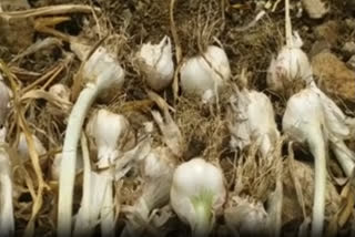 CCTVs are being used to monitor garlic fields in Chhindwara district of Madhya Pradesh.