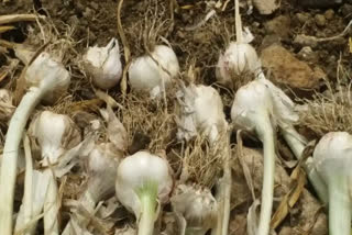 garlic price hike chhindwara