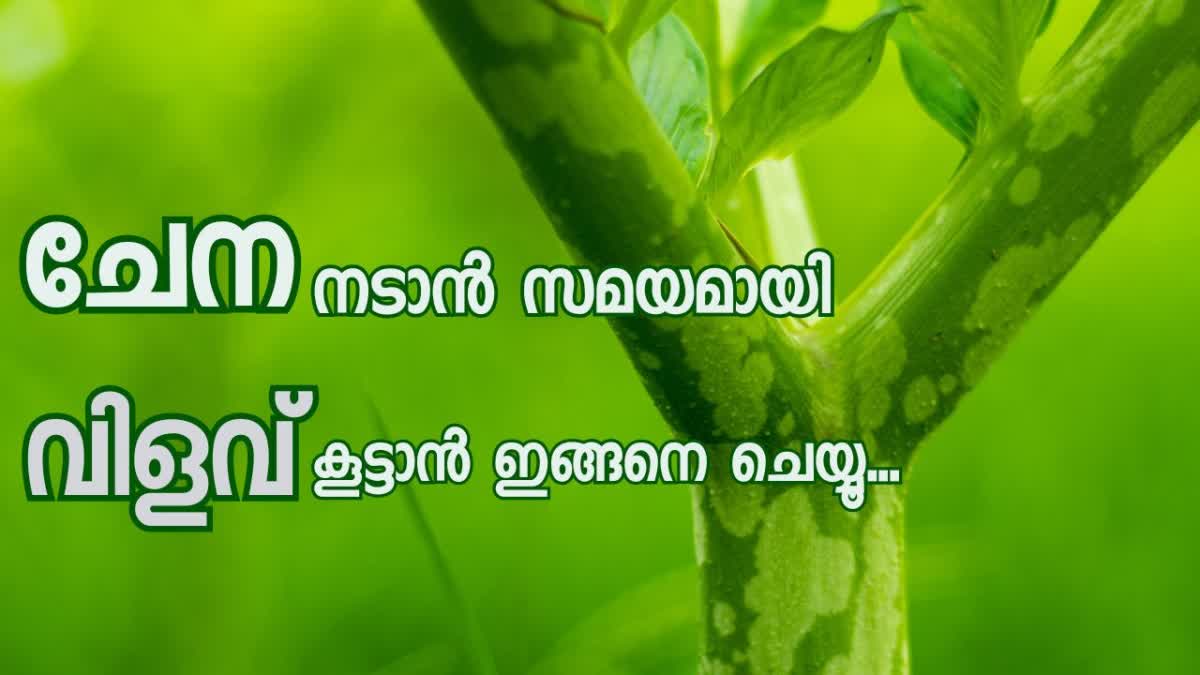 HOW TO CULTIVATE YAM  ELEPHANT FOOT YAM CULTIVATION  ചേന കൃഷി അറിയേണ്ടതെല്ലാം  HEALTH BENEFITS OF YAM