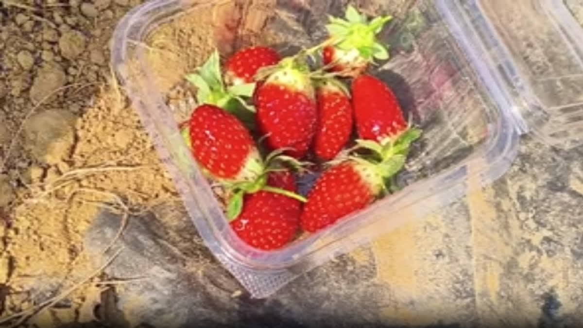 It's Raining Strawberries In Odisha's Nayagarh For First Time! Retd Naval Officer Turns Barren Land 'Red' With Successful Strawberry Cultivation