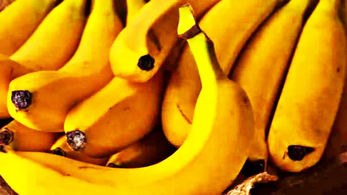 നേന്ത്രപ്പഴം വില കാസര്‍കോട്  VEG FRUIT RATE IN KERALA  Banana Price Today in Kerala  LATEST NEWS IN MALAYALAM