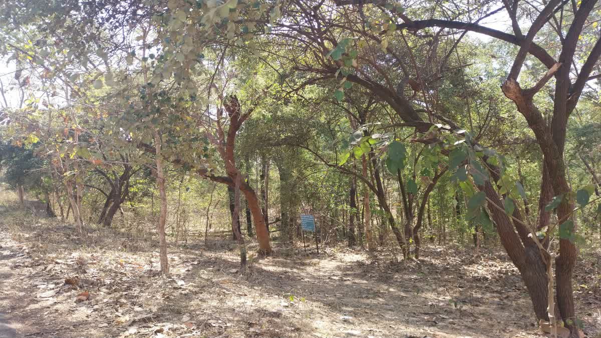 MADHYA PRADESH FOREST PRIVATIZATION