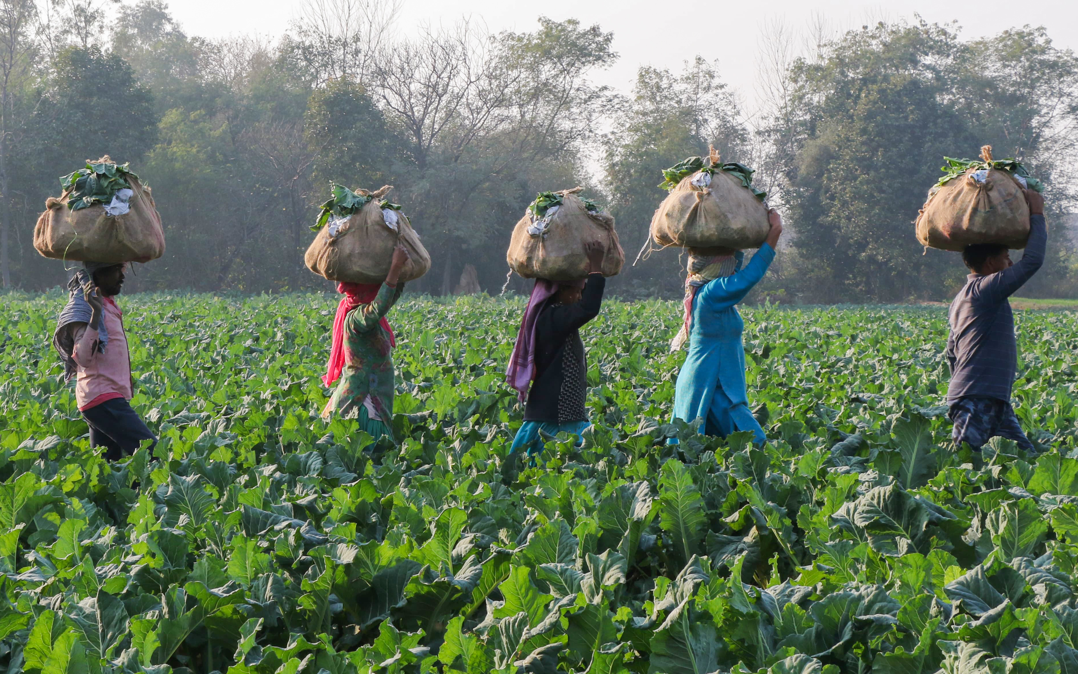 जम्मूतील आरएस पुरा येथे, बाजारात विक्रीसाठी शेतकरी कोबी शेतात पॅक करत आहेत