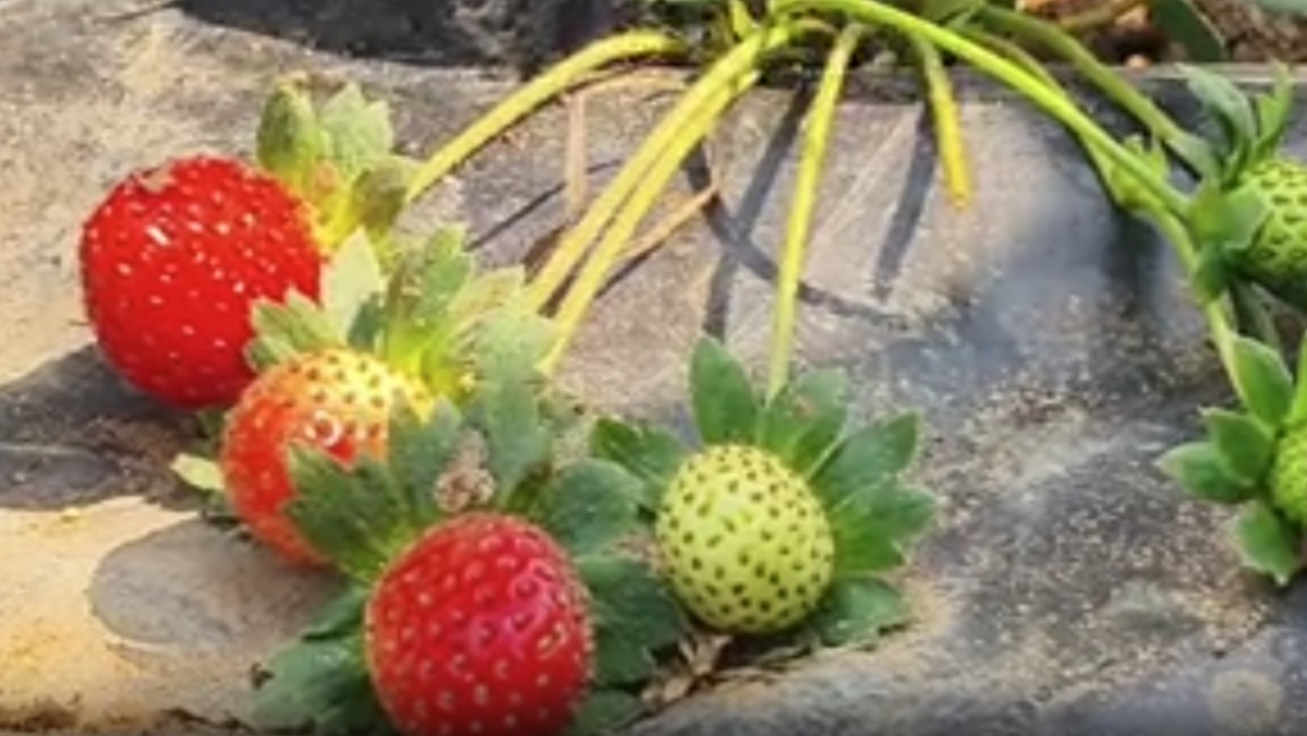 Retired Naval Officer Successfully Farming Strawberry