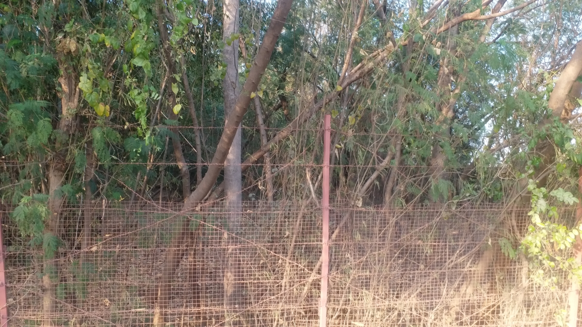 dog cemetery IN GAYA