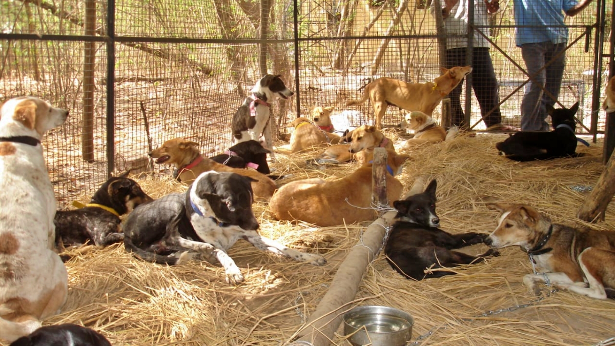 dog cemetery IN GAYA