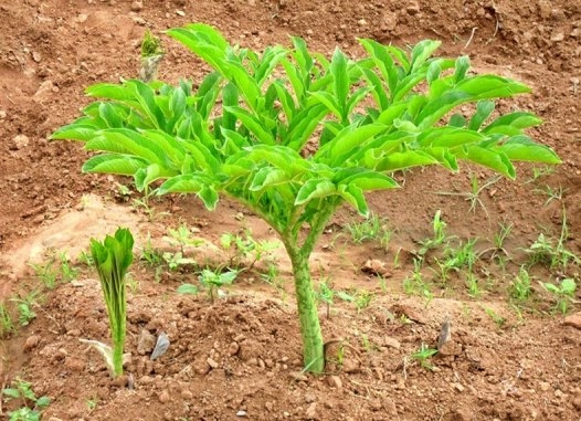 HOW TO CULTIVATE YAM  ELEPHANT FOOT YAM CULTIVATION  ചേന കൃഷി അറിയേണ്ടതെല്ലാം  HEALTH BENEFITS OF YAM