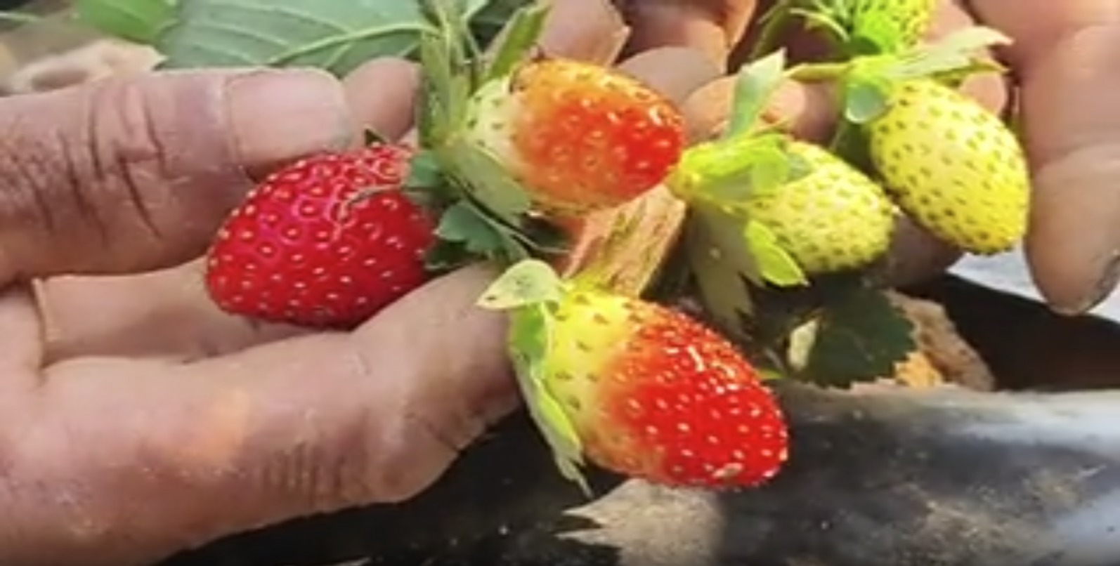 It's Raining Strawberries In Odisha's Nayagarh For First Time! Retd Naval Officer Turns Barren Land 'Red' With Successful Strawberry Cultivation