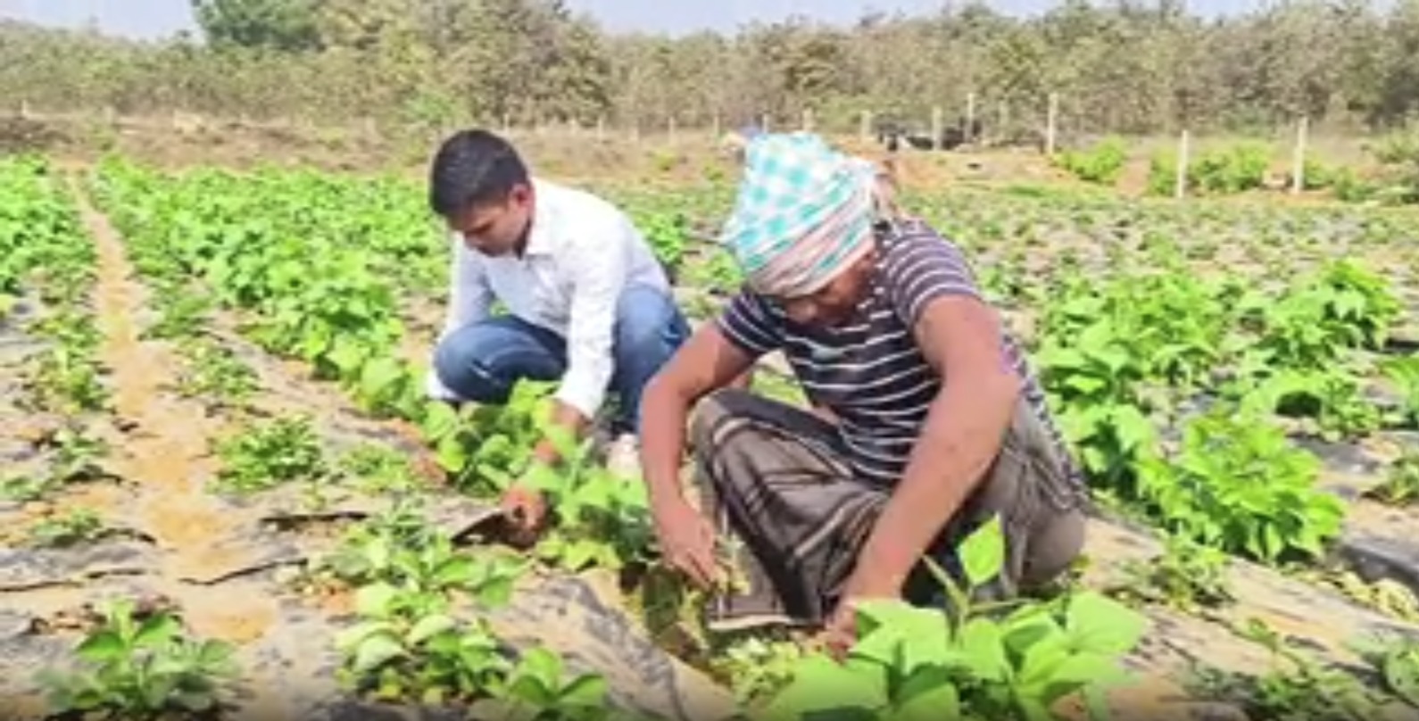 It's Raining Strawberries In Odisha's Nayagarh For First Time! Retd Naval Officer Turns Barren Land 'Red' With Successful Strawberry Cultivation